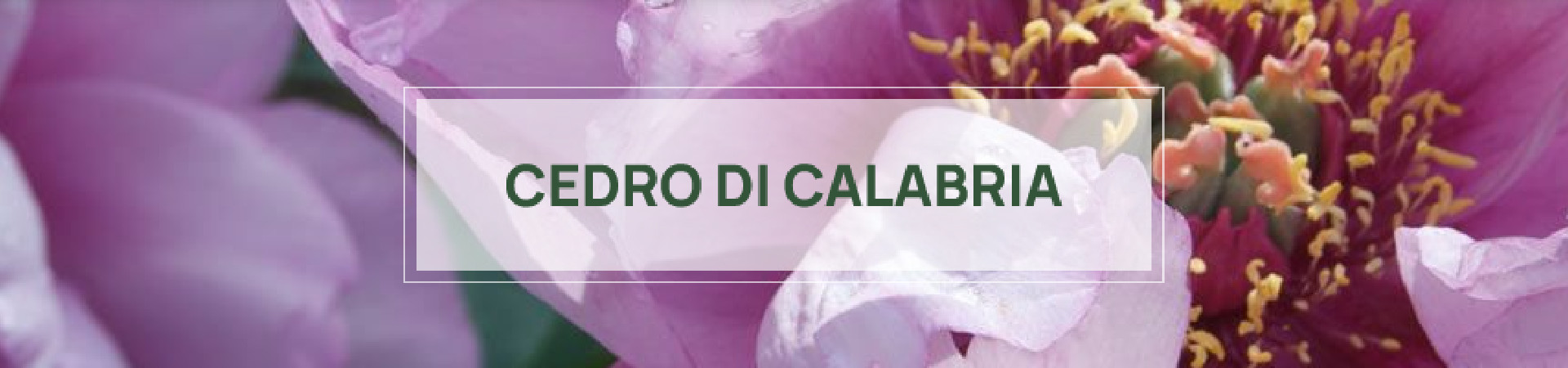 L'Erbolario Cedro di Calabria