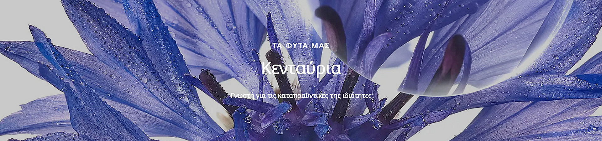 Klorane Centauree